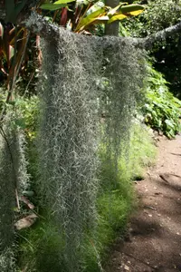 Spanish moss (Tillandsia usneoides) plant