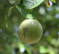 calabash nutmeg