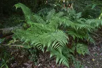 Nephrolepis undulata var. aureoglandulosa plant