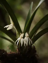 Jumellea triquetra