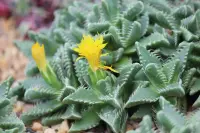 Faucaria tigrina