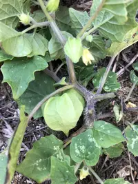 Physalis lagascae