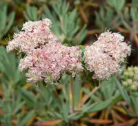 Santa Cruz Island buckwheat (Eriogonum arborescens) plant