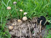 Panaeolus cinctulus mushroom