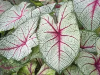 Fancy-leaf Caladium (Caladium 'White Queen') plant