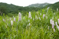Meadow Bistort
