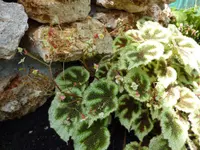 Iron Cross Begonia (Begonia masoniana) plant