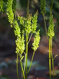 Actaea dahurica