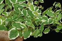 Ficus pumila