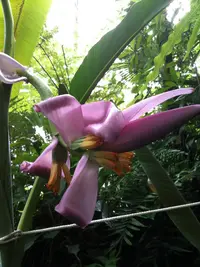 Musa rubra (Musa rubra) plant
