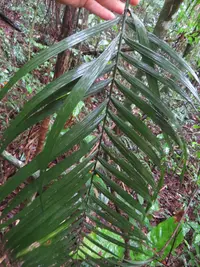 Geonoma schottiana