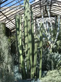 Mexican fence-post cactus (Lophocereus marginatus) plant