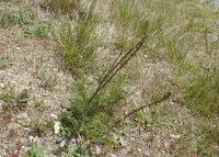 Australian sheep's bur