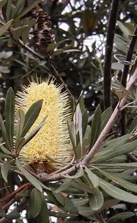coast banksia