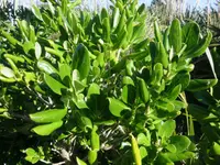 Taupata