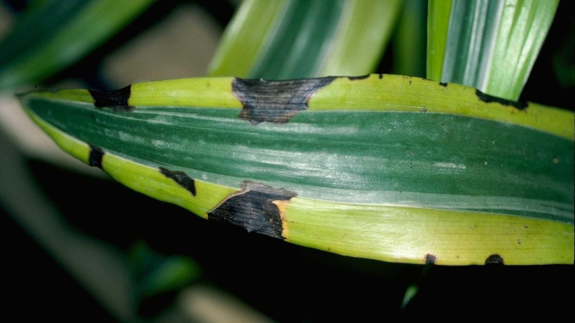 Spotted leaves