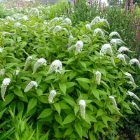 Pimpernel (Lysimachia buxifolia) plant
