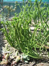 Rattail crassula (Crassula muscosa) plant