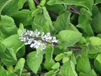 Zulu Spurflower