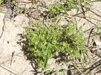 cardinal's feather (Acalypha radians) plant