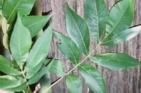shellbark hickory (Carya laciniosa) plant