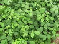 Flexuose Bramble (Rubus saltuum) plant