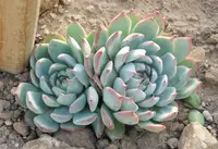 Echeveria chihuahuaensis