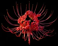 Red spider lily