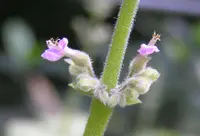 Indian Borage