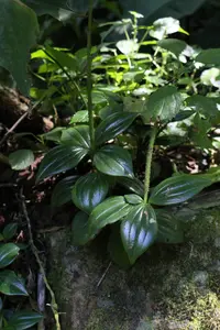 Peperomia san-joseana