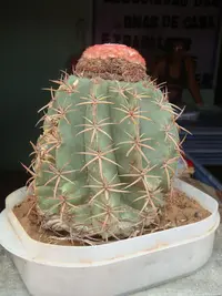 Melocactus zehntneri