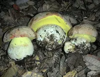 Brown Butter Bolete