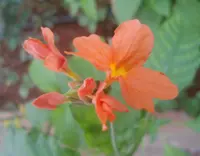 Firecracker flower