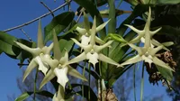 Darwin’s orchid