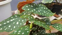 Polka Dot Begonia