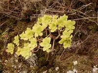 Aeonium goochiae (Aeonium goochiae) plant