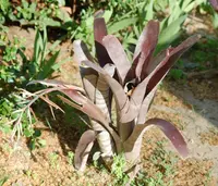 Billbergia vittata