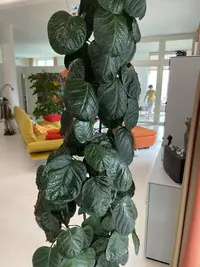 Shield aralia photo by a Botan App user