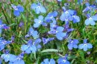 Lobelia erinus