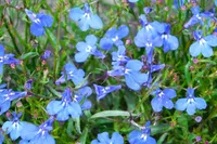 Lobelia erinus