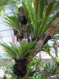 Bird's nest fern