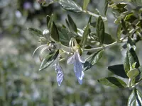 Tree germander (Teucrium fruticans) plant