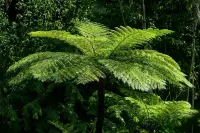 Dicksonia antarctica
