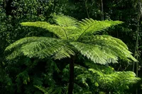 Dicksonia antarctica