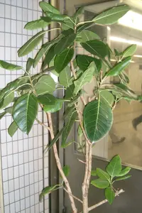 Council Tree