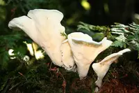 angel's wings