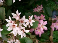 Sexton's bride (Rhaphiolepis umbellata) plant