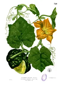 winter squash