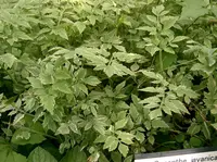 Java waterdropwort