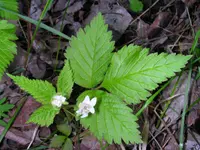 dwarf red blackberry